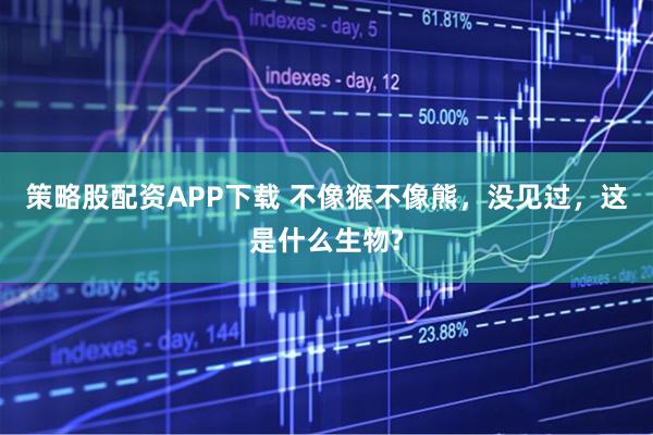 策略股配资APP下载 不像猴不像熊，没见过，这是什么生物?