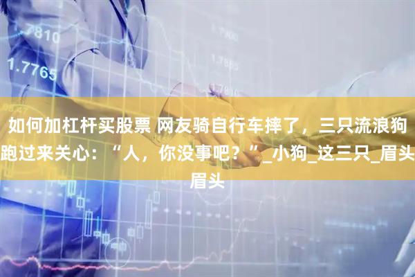 如何加杠杆买股票 网友骑自行车摔了，三只流浪狗跑过来关心：“人，你没事吧？”_小狗_这三只_眉头